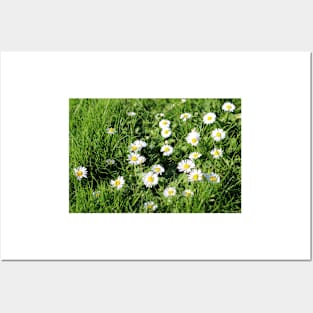 Lawn with Daisies Posters and Art